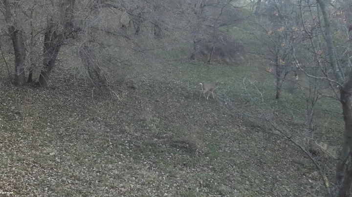 Young 10 pt in Creek Bottom.