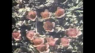 Bioscope 1980 Episode #4: Where Plants and Animals Live screenshot 4