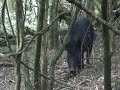 Bush hunting for wild pork nz