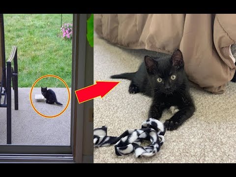 Stray Kitten Finds Family That Is Kind To Him, And Decides To Move Right In….