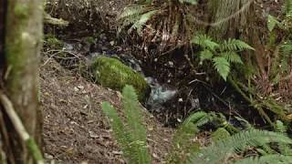 Fox Creek Lane, Sedro Woolley 98237
