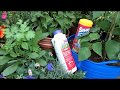 Using Insect Dust on Cucumbers, Squash & Eggplant: Vine Borers, Squash Bugs, Cucumber & Flea Beetles
