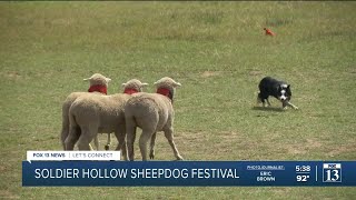 A look at world-renowned Soldier Hollow sheepdog competition