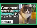 Comment rendre un chat heureux en appartement