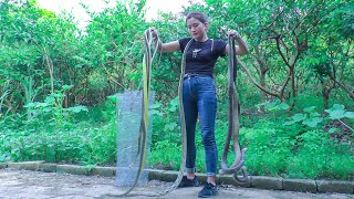 Harvesting Jackfruit in the Garden Suddenly Discovere a lot of Snake Attacking the Farm|Country Life