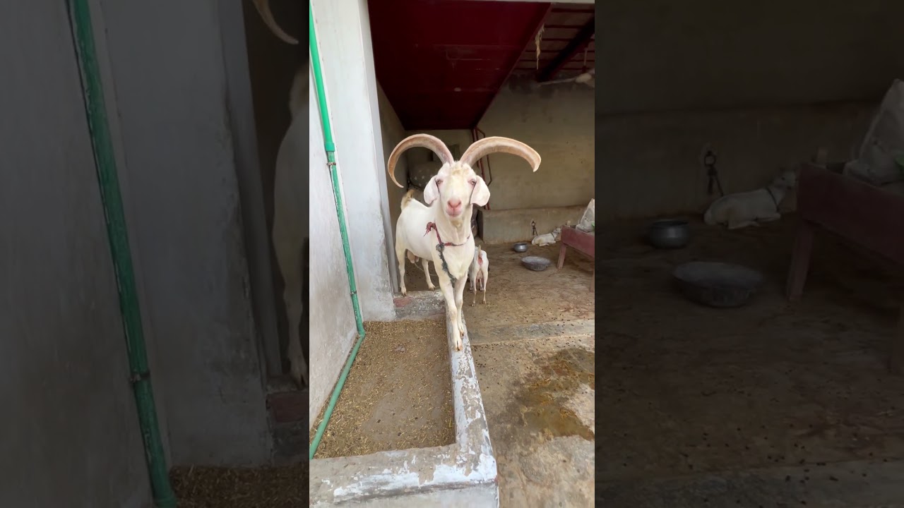 Markhor goat 💀👑💀 