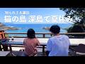 知られざる離島 猫の島、深島で夏休み Fukashima, the cat island: A little-known resort destination in Japan.#シュノーケリング
