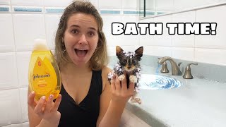 BATHTIME FOR RESCUED KITTENS! WILL THEY LIKE IT?!