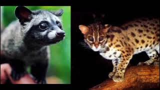 suara pikat musang dan macan akar l dijamin ampuh