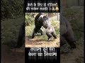 केले के लिए दो गोरिल्लों की भयंकर लड़ाई! 🦍🍌😂