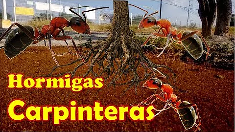 ¿Cuál es la diferencia entre las hormigas negras grandes y las hormigas carpinteras?