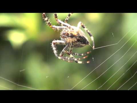 Video: Hoe Spinnen Webben Weven