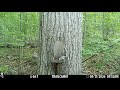 Nuthatch Feeding at the Squirrel Feeder in the Woods