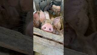 LA GRANJA ESTÁ POSEÍDA 😂 #humor #funny #comedy