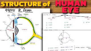 Structure of Human Eye | Anatomy of Eyeball | Eye Anatomy