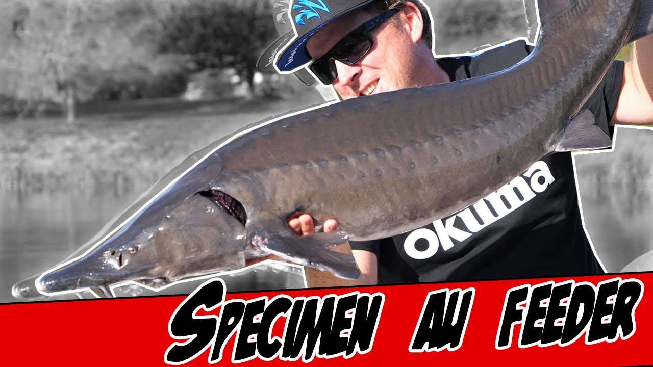 Pêche de specimen au feeder