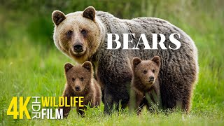 BEARS  Incredibly Powerful Animals in their Natural Habitat  4K HDR Wildlife Video