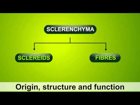 what are plant cell ? - Sclerenchyma