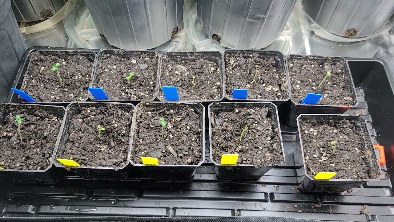Oreo1.0 & Garlic🧄Crusher Seedlings POPPED! UpDate on the deadpanhead plants 🌞
