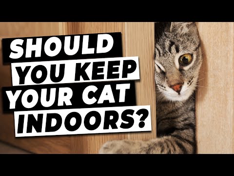 Video: 10 redenen waarom uw kat een kat moet zijn die alleen overdekt is