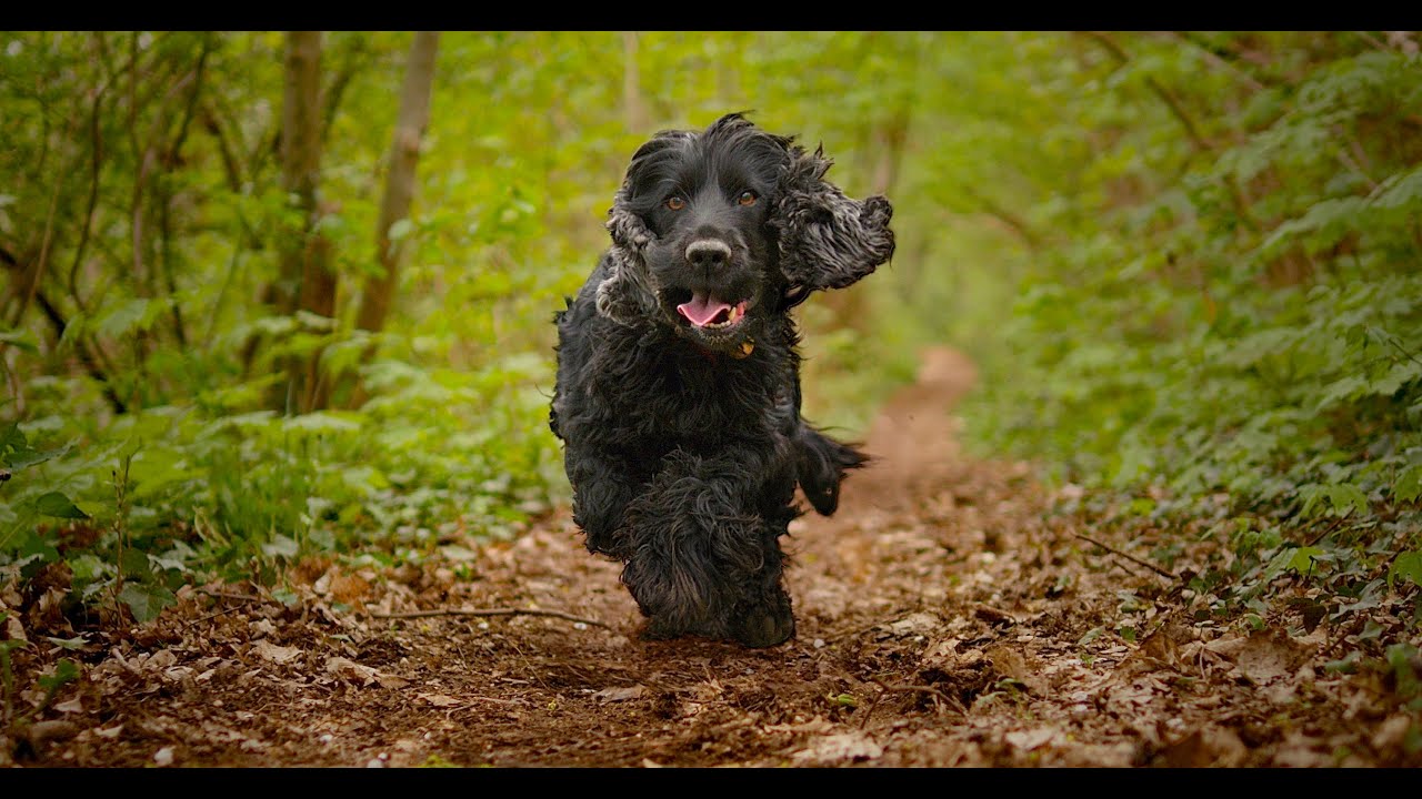 julius k9 cocker spaniel size