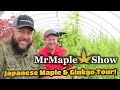 Japanese Maple &amp; Ginkgo Nursery Tour! 2 gallon XL House #26 | MrMaple.com Walkthrough Wednesday