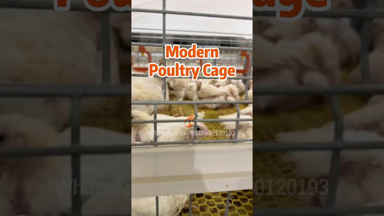 H Type Automatic Broiler Chicken Cage Design For Sale, Poultry Farming For Beginners 