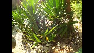 Yucca Gigantea Over 16 Years In The Ground 48 Degrees North Latitude