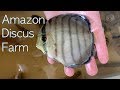 Peruvian Amazon Discus Farm