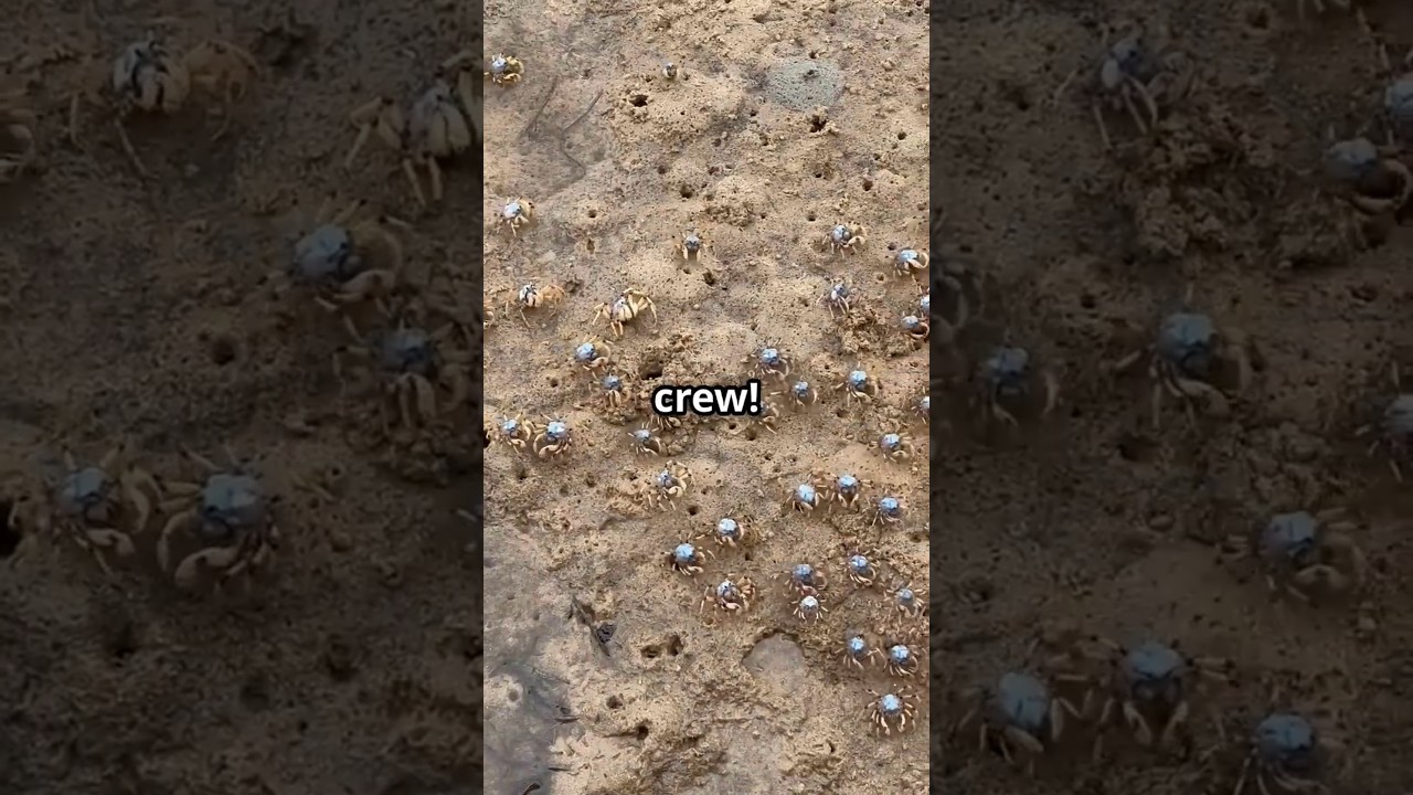 Why Crabs Can Regenerate Limbs