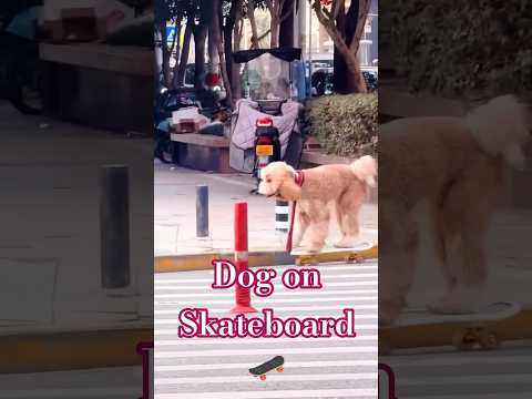 Civilization Level: Dog on a Skateboard 🐕🛹