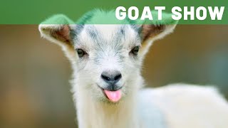 Putnam County Fair Arena Live Stream!