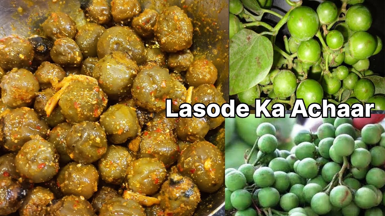 Lasode साबुत लसोड़े का अचार | Gunda Pickle | Glutinous Fruit Pickle | Marwardi ...