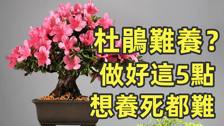 杜鵑花怎麼養：種植方法、盆景養護 - 天天要聞
