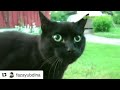 Download Video Eta Terangkanlah versi Kucing. Ngakak Download Lagu Mp3 Terbaru, Top Chart Indonesia 2018