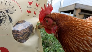 Our Chickens Favorite Treats! by Paw Record 330 views 5 months ago 2 minutes, 46 seconds