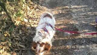 Immagine 285.avi