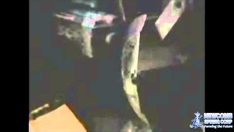 Torsion Spring Manufacturing by Torsion Springs Manufacturer Newcomb Spring