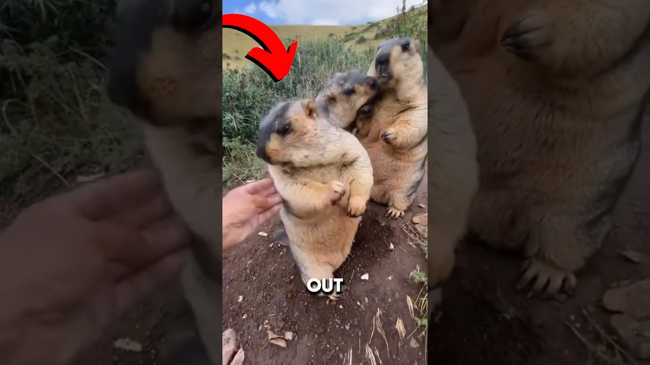 The Tree-chomping beavers 🌳#cute #animals #shorts