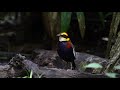 Malayan Banded Pitta - call