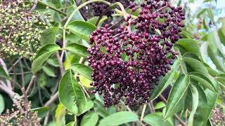 Botanical Farm Tour ￼- Permaculture + Agroforestry + Medicinal herbs ￼
