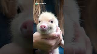 Do Mini Pigs Make Good Pets? 🐖