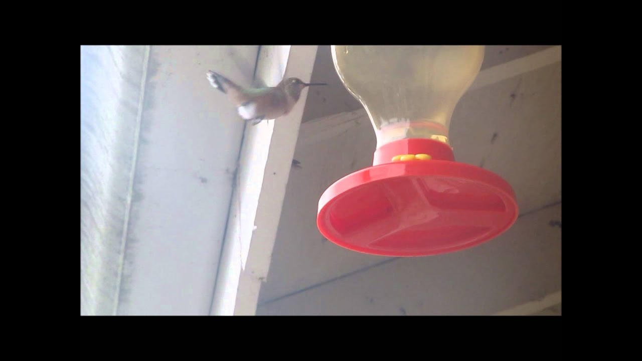 Nw Bird Species Pacific Northwest Birds