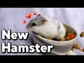 MEET MY NEW HAMSTER (I couldn't rescue because I have snakes??)