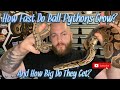 How Fast Do Ball Pythons Grow? And How Big Do They Get?