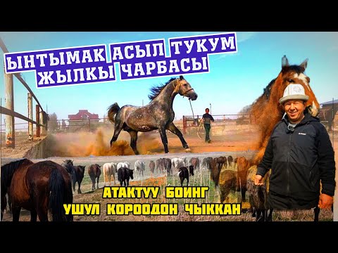 Video: Чарба акуласы коркунучтуубу?