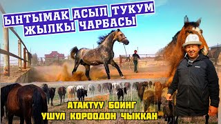 "Ынтымак" асыл тукум жылкы чарбасы 👆 Бээ Айгырлар сатылат+996555011033