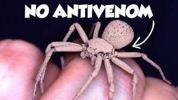 The Worst Spider Bites on Earth Ranked