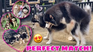 Thunder’s FIRST LOVE! | Puppies In The Future?! | Husky Pack TV