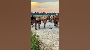 Video suara sapi lucu #sapilucu #cow #reels #cute